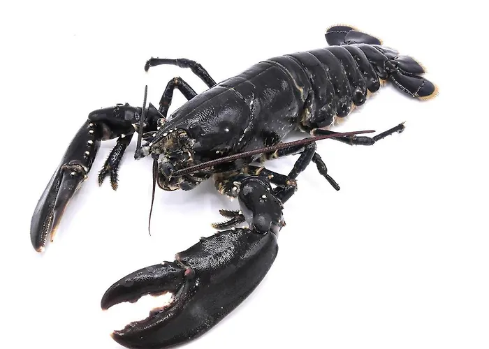 Ermitage - Mont-saint-michel