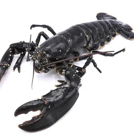 Ermitage - Mont-saint-michel