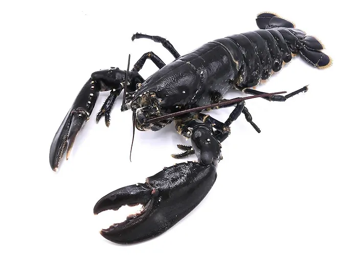 Ermitage - Mont-saint-michel 5* Бовуар